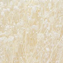 Artikel Gypsophila Wit Gedroogde Grassen Decoratie Crème 65-70cm 100g