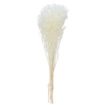 Artikel Gypsophila Wit Gedroogde Grassen Decoratie Crème 65-70cm 100g