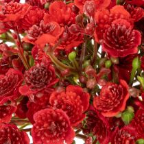 Artikel Kunstmatig gipskruid, rood, boeket als bloemdecoratie, 30 cm, 10 stuks