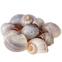 Artikel Slakkenhuis natuur 1kg