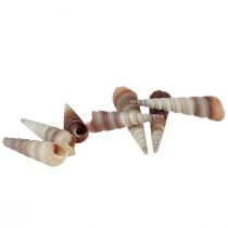Slakkenhuizen decoratieve zeeslakken Turritella 4,5–5,5 cm 300 g