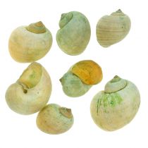 Slakkenhuisjes Groen 1kg