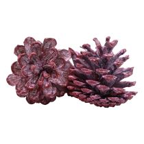 Artikel Zwarte dennenappels rood natuurlijke decoratie mat 5–7cm 1kg