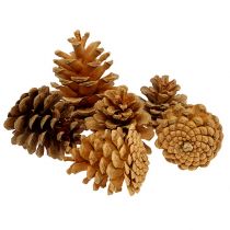 Artikel Zwarte dennenappels decoratieve kegels crème 5-8cm 1kg