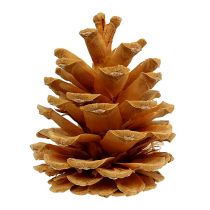 Artikel Zwarte dennenappels decoratieve kegels crème 5-8cm 1kg