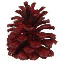 Artikel Zwarte dennenappels Bordeaux decoratieve kegels rood 6-8cm 6 st