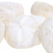 Zee-egel wit, maritiem natuurlijke decoratie 4cm-6cm 25st