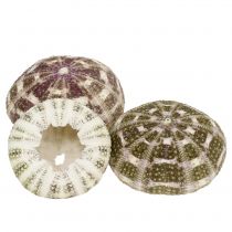 Zee-egel mix groen-paars 9st