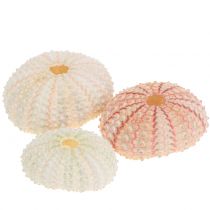 Zeeëgel Roze Maritieme Decoratie 36 st