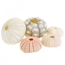 Maritieme decoratie zee-egel mix roze, wit, groen doos van 20 stuks