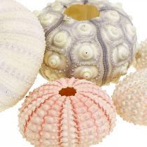 Maritieme decoratie zee-egel mix roze, wit, groen doos van 20 stuks