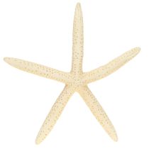 Artikel Zeester Decoratie Natuurlijke Gedroogde Echte Zeester 15-17cm 10st