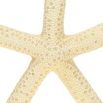 Artikel Zeester Decoratie Natuurlijke Gedroogde Echte Zeester 15-17cm 10st