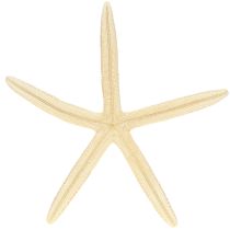 Artikel Zeester Decoratie Natuurlijke Gedroogde Echte Zeester 15-17cm 10st
