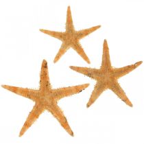 Artikel Zeester strooidecoratie home deco mini zeester natuur 2-4cm 50st
