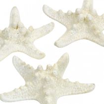 Artikel Zeesterdecoratie Wit, Gedroogde zeester voor knutselwerkjes 7-11cm 15 stuks