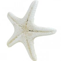 Artikel Witte zeesterren decoratie, gedroogde zeesterren voor knutselprojecten 7-11 cm 15 stuks