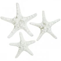 Artikel Zeesterren decoratie grote gedroogde witte zeester met studs 15-18cm 10 stuks