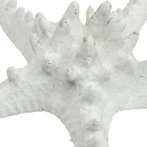 Artikel Zeesterren decoratie grote gedroogde witte zeester met studs 15-18cm 10 stuks