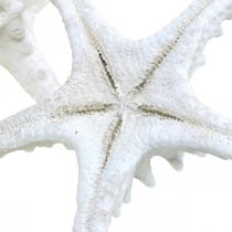 Artikel Zeesterren decoratie grote gedroogde witte zeester met studs 15-18cm 10 stuks