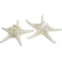 Artikel Decoratieve zeester grote gedroogde witte zeester met studs 19-26cm 5 st