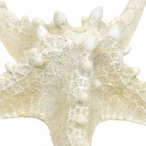 Artikel Decoratieve zeester grote gedroogde witte zeester met studs 19-26cm 5 st