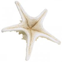 Artikel Decoratieve zeester grote gedroogde witte zeester met studs 19-26cm 5 st