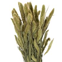 Artikel Gedroogde bloemen van borstelgierst (Setaria) voor rustieke en stijlvolle woonaccessoires, 75 cm, 220 g