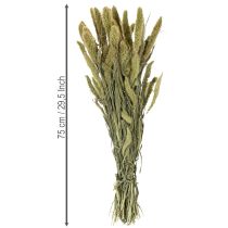 Artikel Gedroogde bloemen Groene naaldaar Setaria voor rustieke en stijlvolle woonaccessoires 75 cm, 220 g