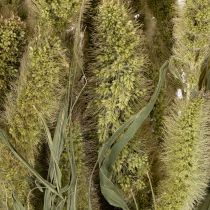 Artikel Gedroogde bloemen Groene naaldaar Setaria voor rustieke en stijlvolle woonaccessoires 75 cm, 220 g
