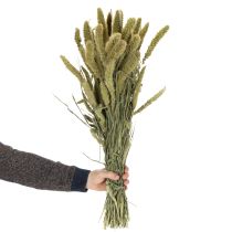 Artikel Gedroogde bloemen van borstelgierst (Setaria) voor rustieke en stijlvolle woonaccessoires, 75 cm, 220 g