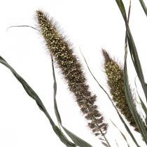 Artikel Gedroogde Bloemen Setaria Antraciet Natuurlijke Haren Gierst Bos 100g