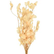 Artikel Gedroogd zilverblad Lunaria Champagne 65-70cm 20g