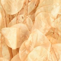 Artikel Gedroogd zilverblad Lunaria Champagne 65-70cm 20g