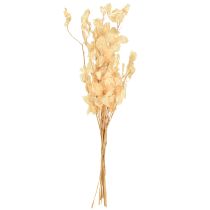 Artikel Gedroogd zilverblad Lunaria Champagne 65-70cm 20g