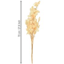 Artikel Gedroogd zilverblad Lunaria Champagne 65-70cm 20g