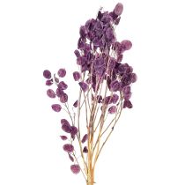 Artikel Gedroogd zilverblad Lunaria maanviolet paars 65-70cm 20g