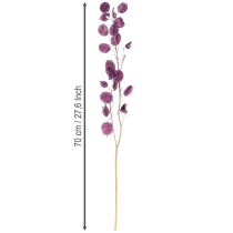 Artikel Gedroogd zilverblad Lunaria maanviolet paars 65-70cm 20g