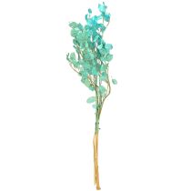 Artikel Zilverblad gedroogd maanviooltje Lunaria lichtblauw 65-70cm 20g