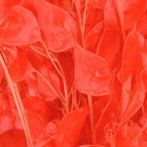 Artikel Gedroogd zilverblad Lunaria rood 65-70cm 20g