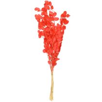 Artikel Gedroogd zilverblad Lunaria rood 65-70cm 20g