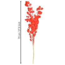 Artikel Gedroogd zilverblad Lunaria rood 65-70cm 20g