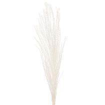 Artikel Gedroogde bloemen, zilvergras. Elegante natuurlijke decoratie voor thuis en op kantoor. 70 cm, 10 stuks.
