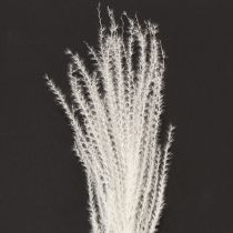 Artikel Gedroogde bloemen, zilvergras. Elegante natuurlijke decoratie voor thuis en op kantoor. 70 cm, 10 stuks.