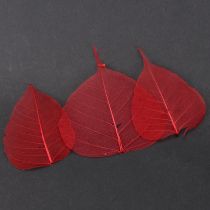 Artikel Skeletbladeren Bodhibladeren geskeletteerd rood 5-15cm 200 stuks
