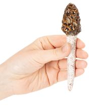 Artikel Kunstmatige morieljes als decoratieve stokjes voor plantenpotten en tafel, 13 cm, 2 stuks