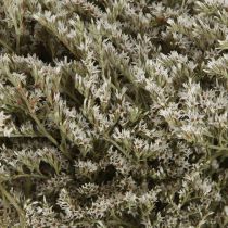 Artikel Lamsoor Statice Tatarica gedroogde bloemen natuurlijk 2kg