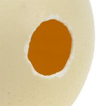 Artikel Struisvogelei, natuurlijk, uitgeblazen, leeg, decoratie