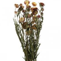 Strobloem Geel, Rood gedroogde Helichrysum gedroogde bloem 50cm 60g