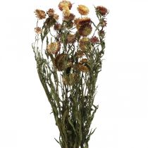 Artikel Strobloem Geel, Rood gedroogde Helichrysum gedroogde bloem 50cm 60g